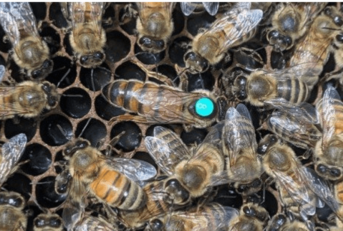 Las feromonas también juegan un papel en el aprendizaje y la memoria de las abejas