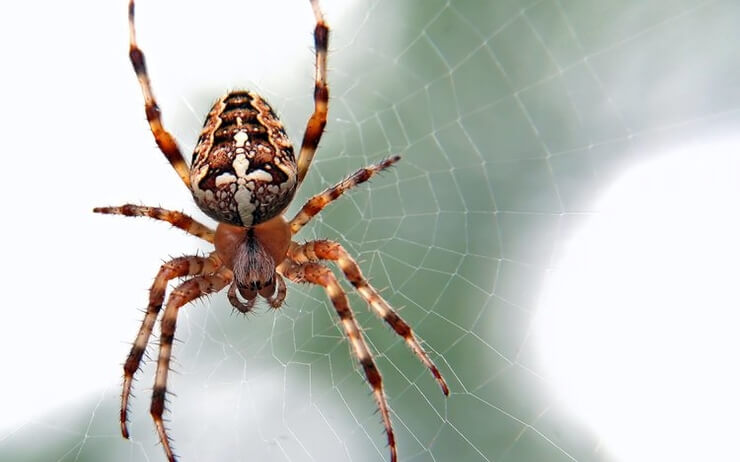 Las arañas más venenosas de Australia