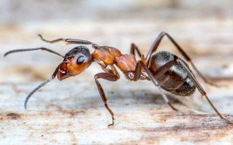 Las hormigas perdieron sus alas para ganar músculo