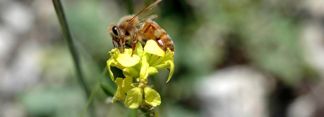 Aprender a buscar comida es una actividad de riesgo para la abeja melífera