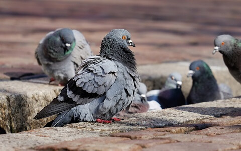 Se pueden usar avicidas para eliminar plagas de palomas en España