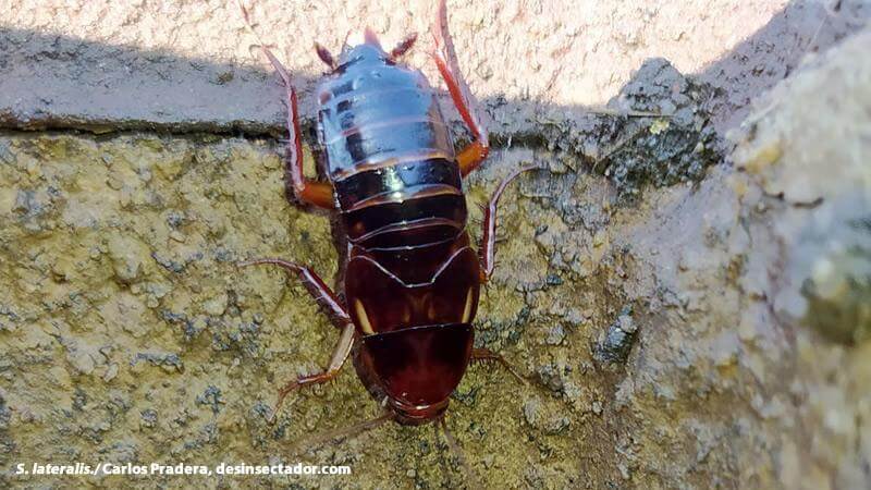 Cucaracha exótica se establece en la Península Ibérica