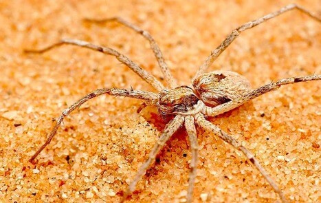 En estas arañas, los machos «atan» a las hembras antes del apareamiento para evitar ser devorados
