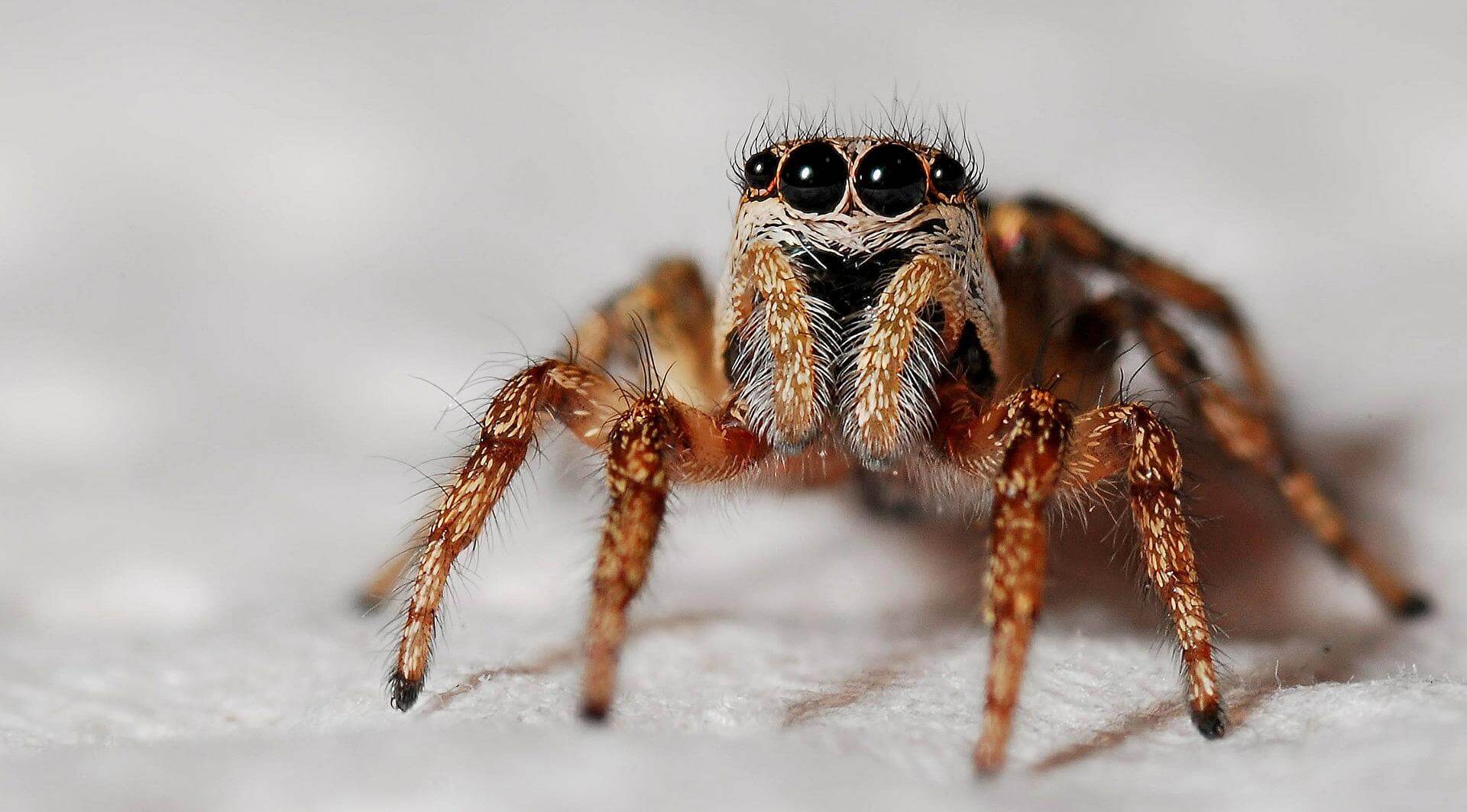 Las arañas urbanas están perdiendo el miedo a la luz