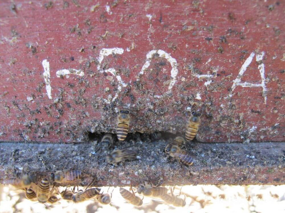 Frente a los avispones, los excrementos de animales son el arma definitiva de las abejas