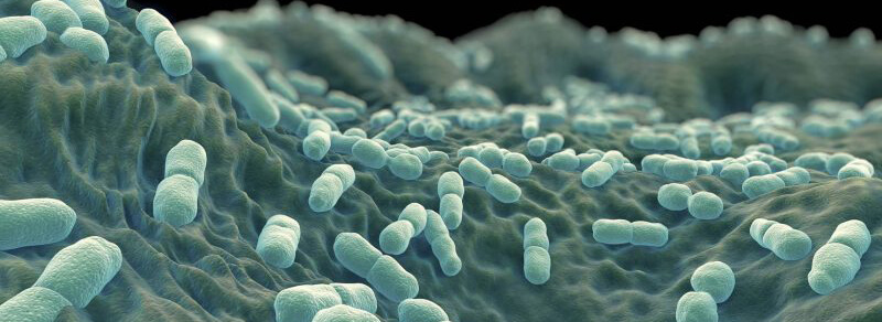 Supervivencia de Listeria monocytogenes sobre superficies de contacto con alimentos