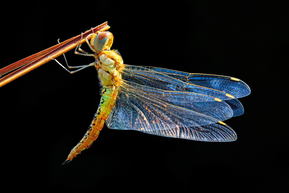 Cómo un isótopo de hidrógeno revela el viaje de larga distancia de una libélula