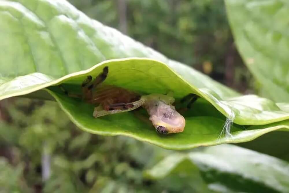 En Madagascar, se dice que las arañas tejen trampas para ranas hechas de seda y hojas.