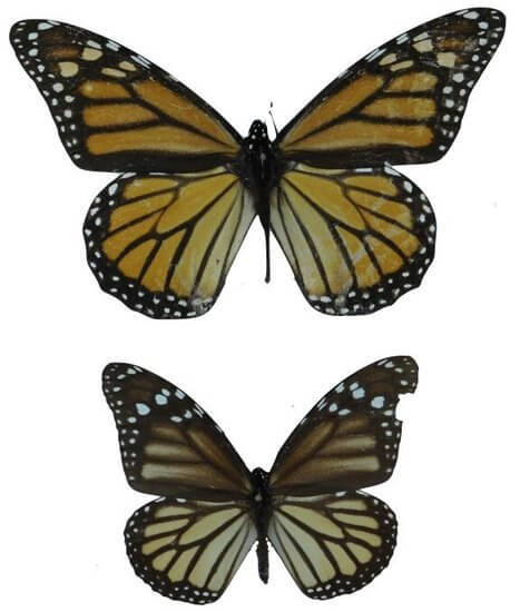 Dos siglos de colecciones de mariposas monarca revelan efectos contrastantes de la expansión del rango y la pérdida de migración en los rasgos de las alas
