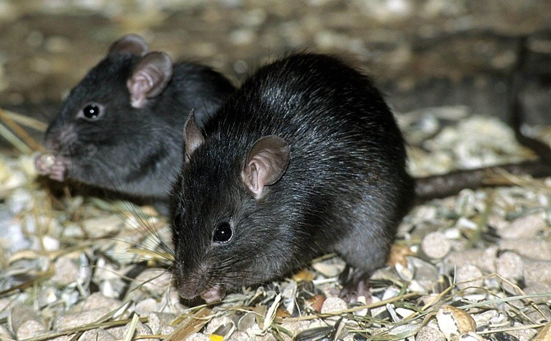 ANECPLA confirma la presencia de rata negra en Madrid, pero niega que se trate de una plaga