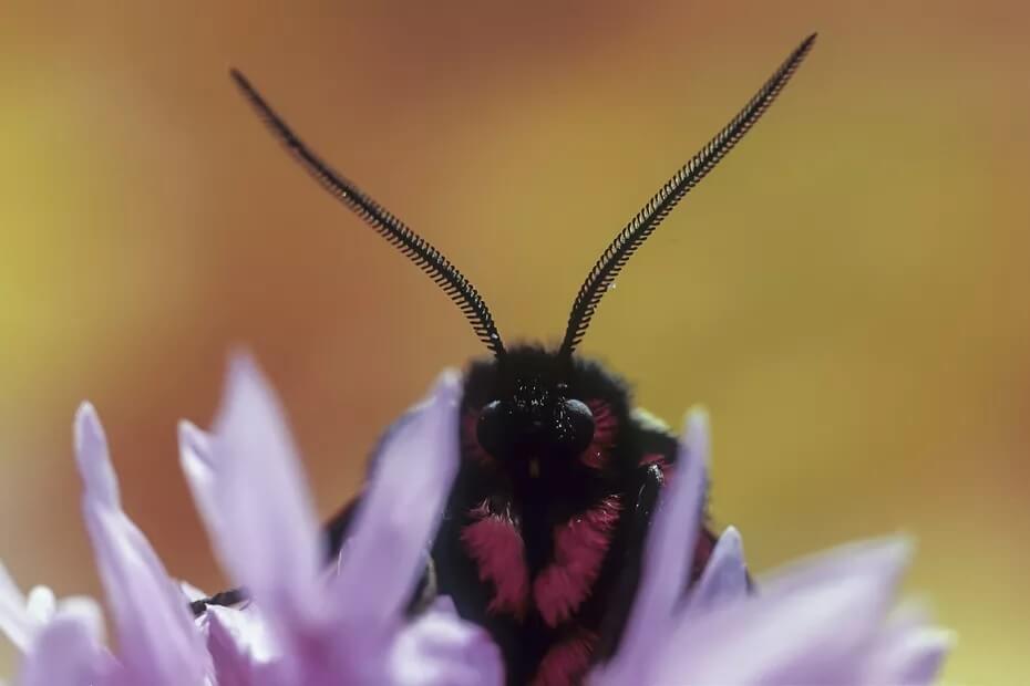 Los secretos de las antenas de mariposa descubiertos por investigadores de la Universidad de Tours