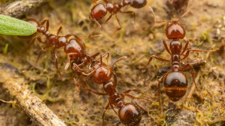 La hormiga roja de fuego, una de las especies exóticas más invasoras, se establece en Europa y podría llegar a España