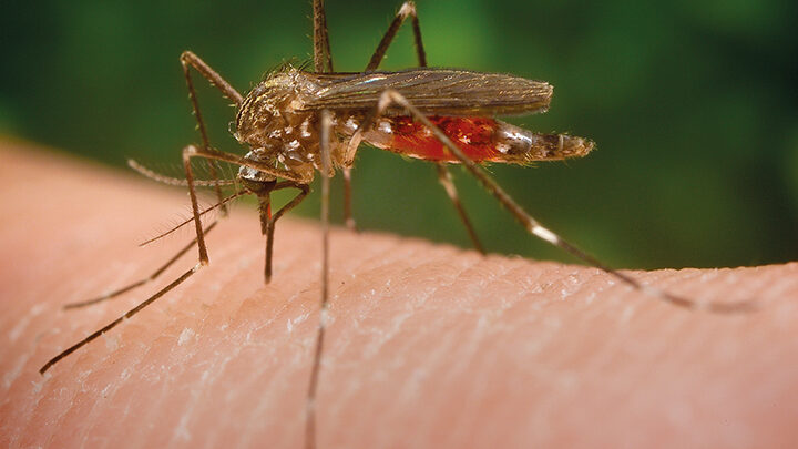 Mosquitos bajo el microscopio de los científicos