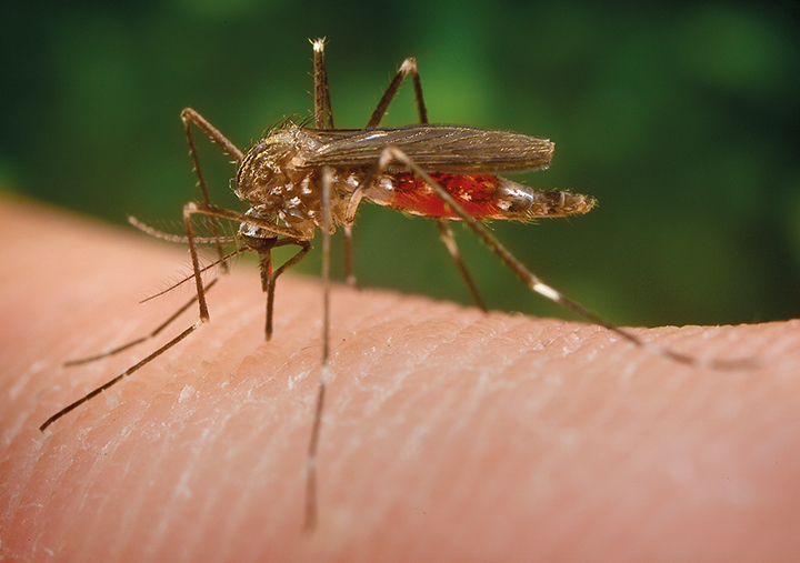 Mosquitos bajo el microscopio de los científicos