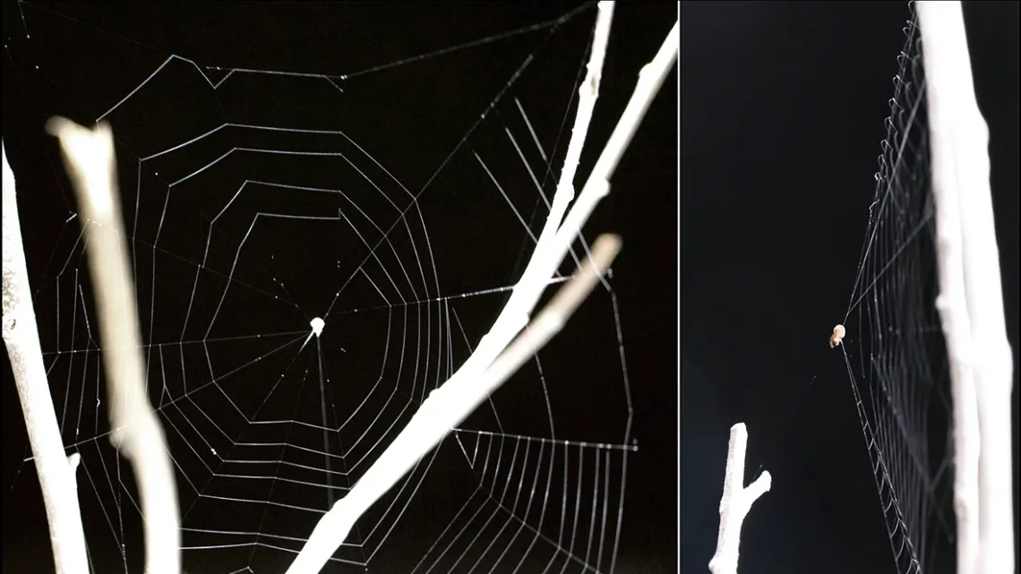 Escucha y dispara: la sorprendente técnica de caza de la araña tirachinas