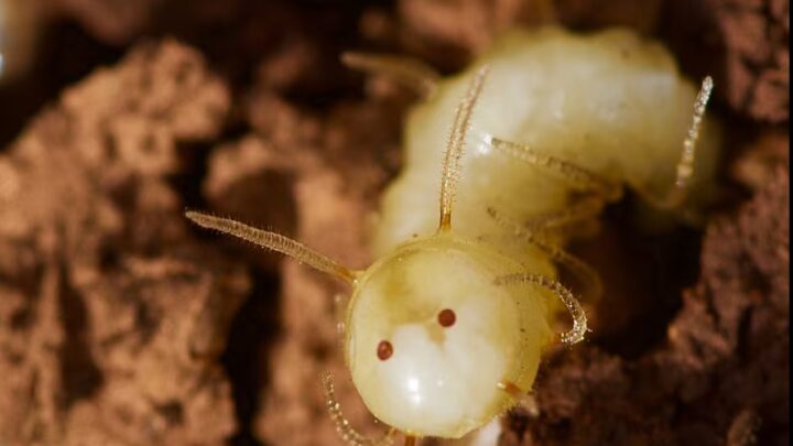 Las larvas de mosca se disfrazan de termitas para infiltrarse en las colonias