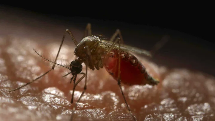 Personas atractivas para los mosquitos