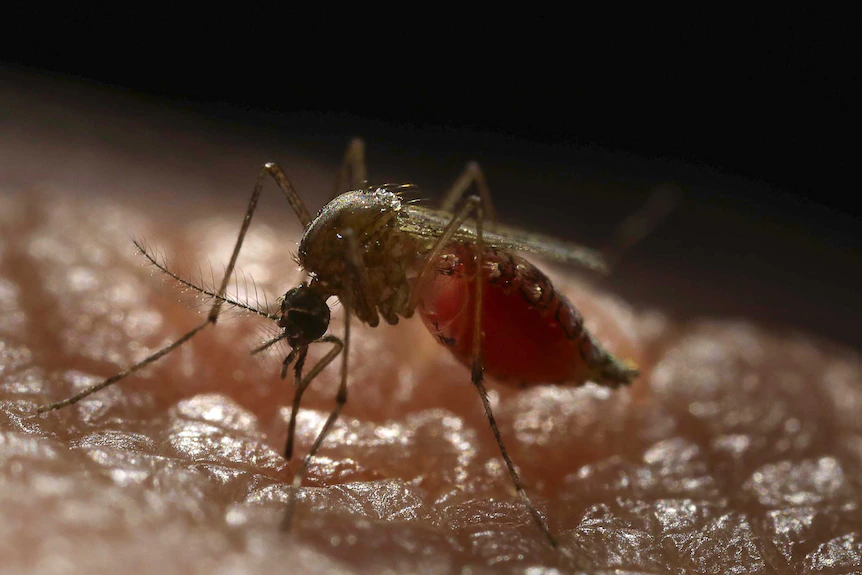 Personas atractivas para los mosquitos Personas atractivas para los mosquitos