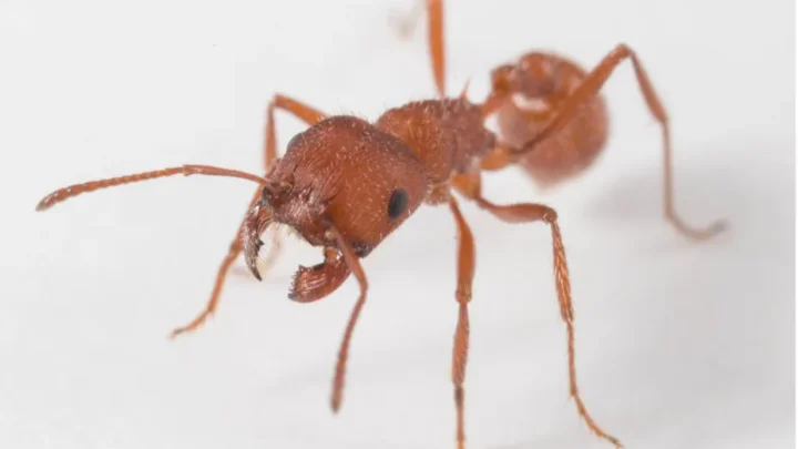 Las dolorosas pero fascinantes picaduras de las hormigas cosechadoras
