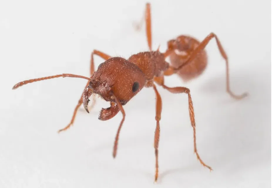 Las dolorosas pero fascinantes picaduras de las hormigas cosechadoras Las dolorosas pero fascinantes picaduras de las hormigas cosechadoras
